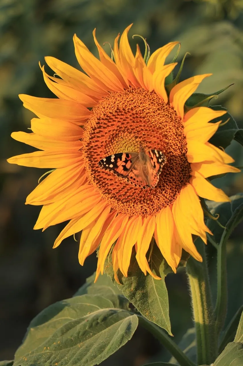 Vibrant Sunflower Serenity: Butterfly's Golden Embrace