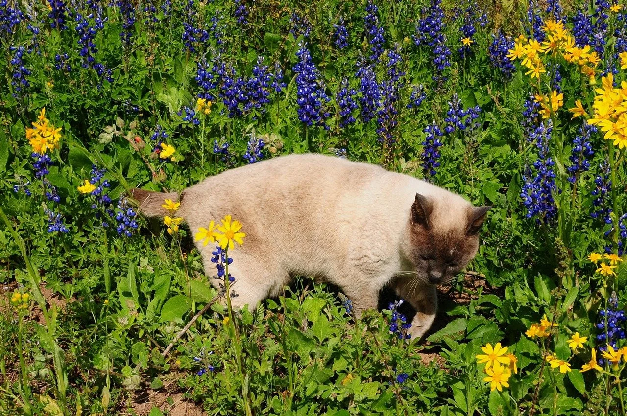 Charming Siamese Cat Wanders Through Vibrant Spring Flowers