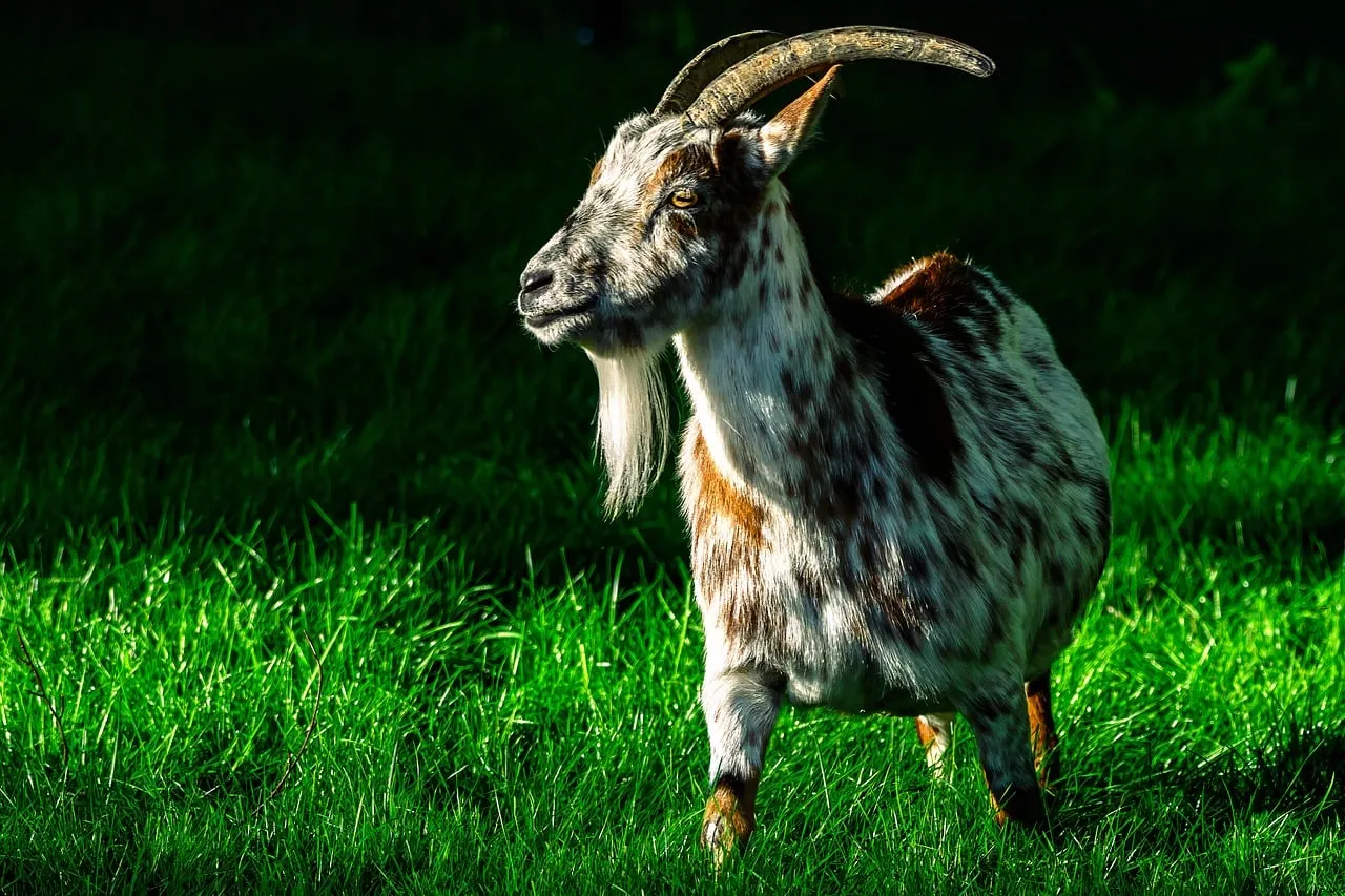 Majestic Mountain Goat in Lush Green Pasture