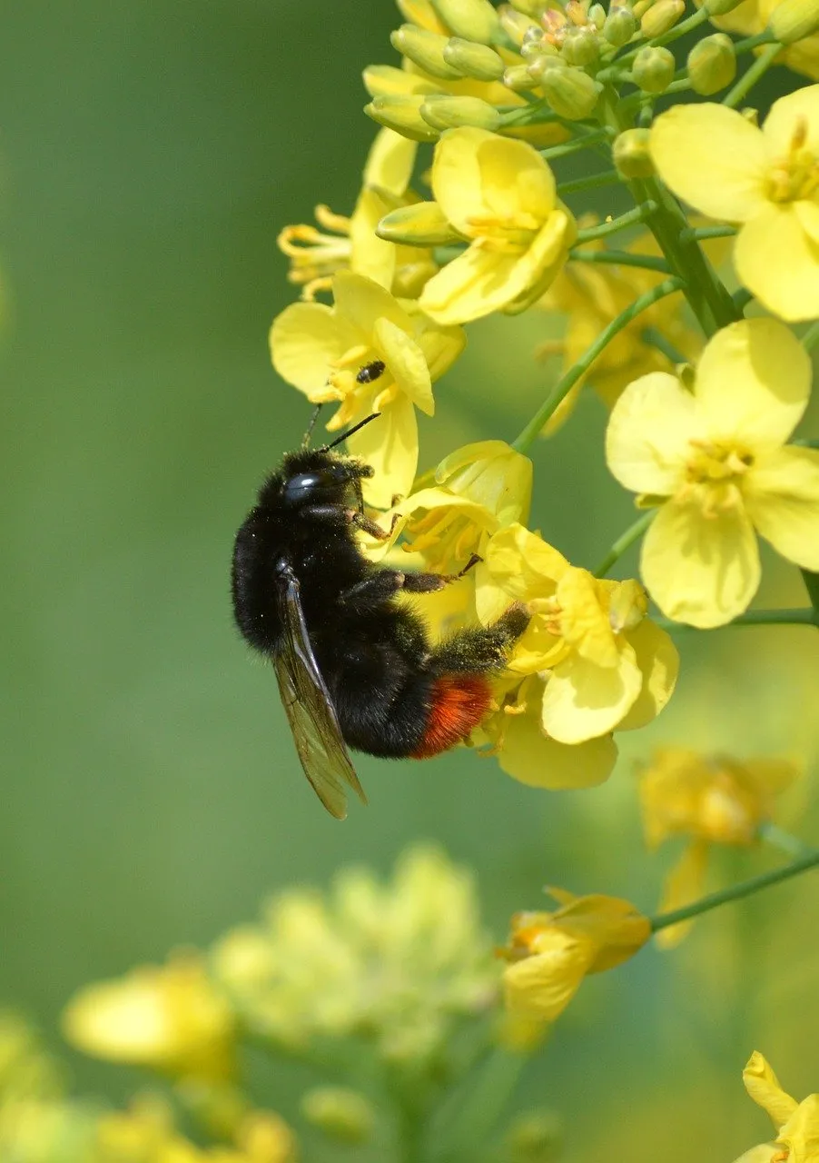 Vibrant Bumblebee on Golden Rapeseed Flowers