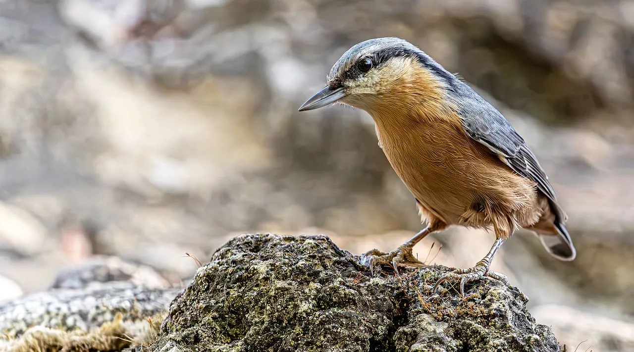 Stunning Nuthatch Perched: Captivating Wildlife in 4K
