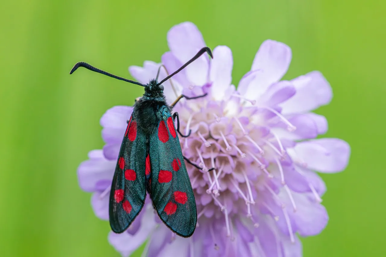 Vibrant Scarlet Moth on Lavender Bloom: A Macro Masterpiece
