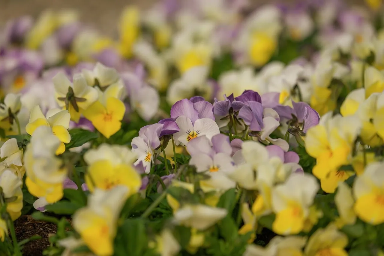 Vibrant Spring Violas: A Macro Bloom Symphony