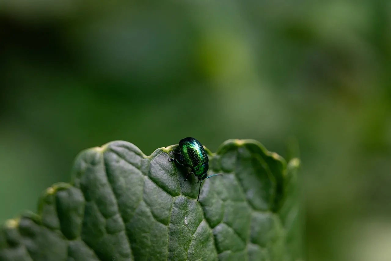 Vibrant Green Beetle on Leaf: A Macro Nature Wonder