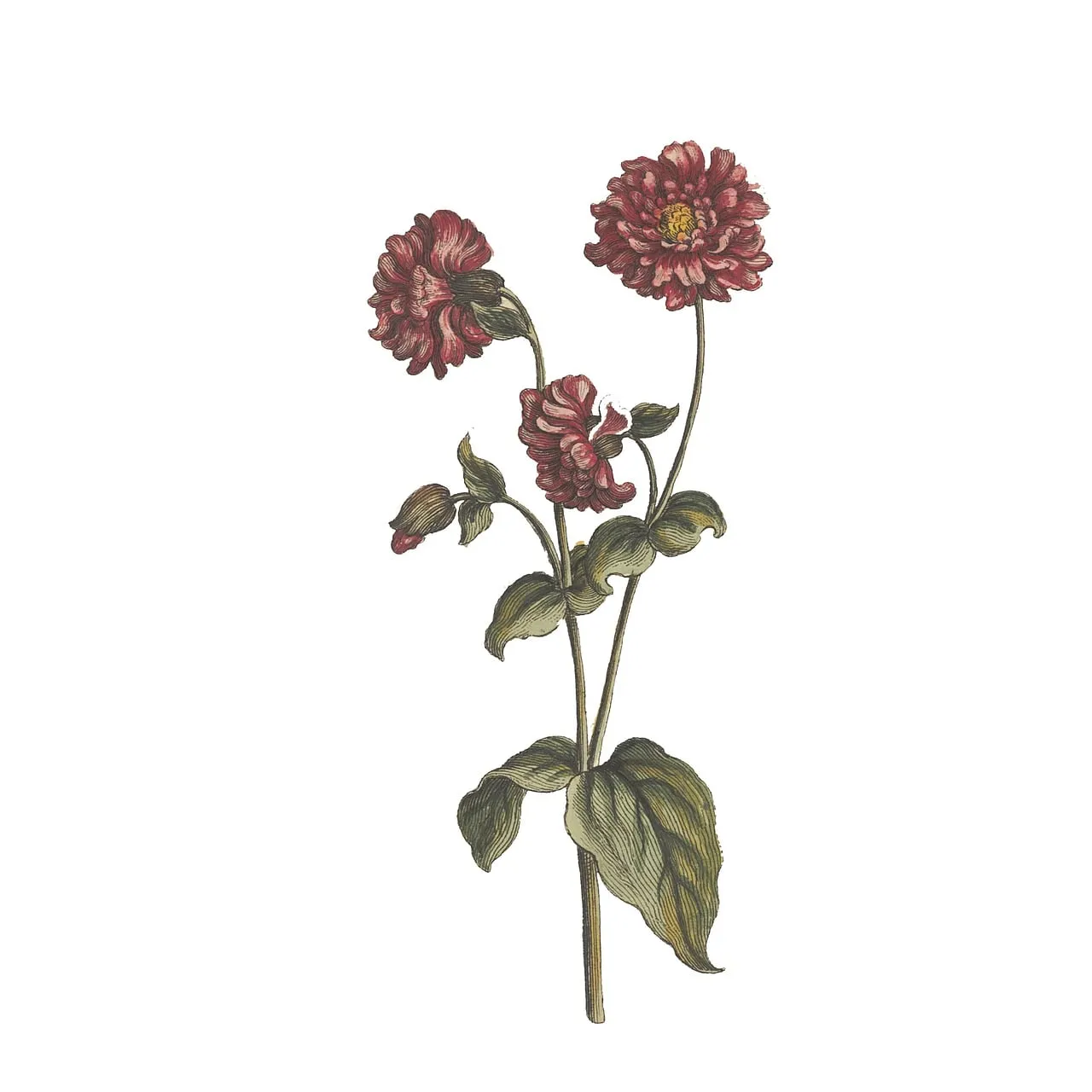 Exquisite Vintage Botanical: Detailed Antique Flower Illustration