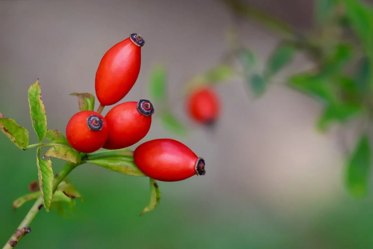 Vibrant Red Rosehips: Nature's Autumn Jewels