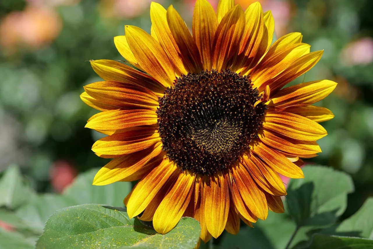 Vibrant Sunflower Blossom: A Summer Nature's Masterpiece