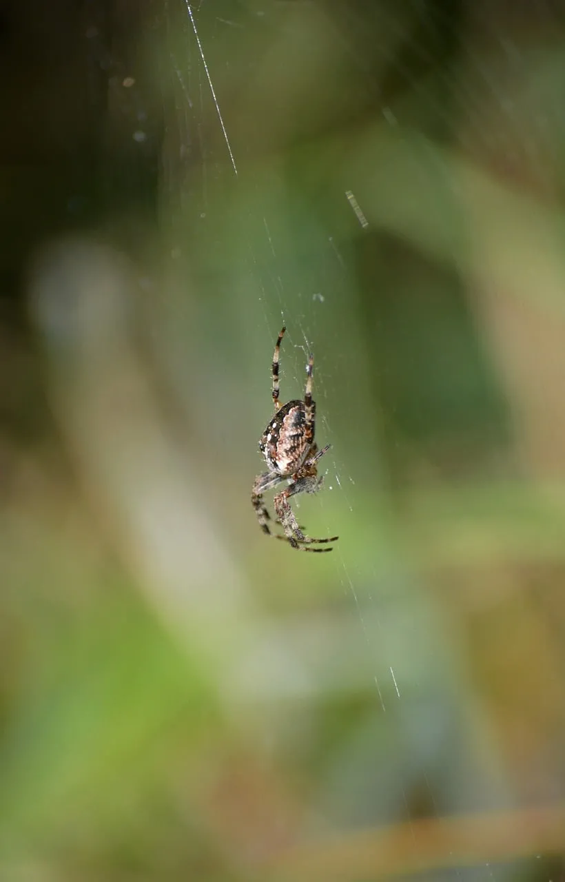 Intricate Autumn Weaver: Garden Spider on Delicate Web