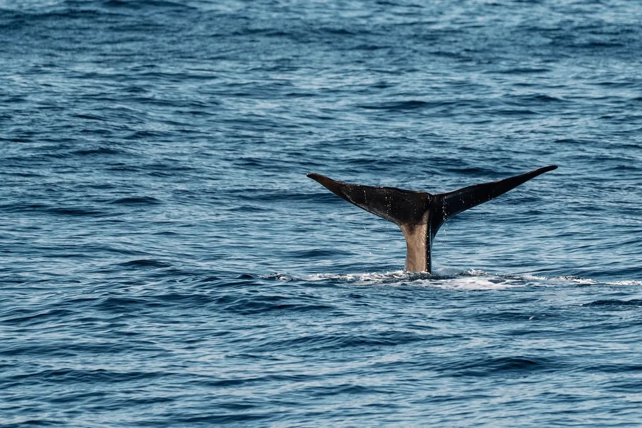 Majestic Whale Tail Dives into Azure Ocean Depths