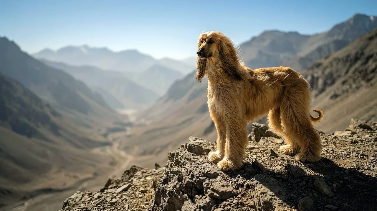 Regal Afghan Hound Overlooking Majestic Mountains