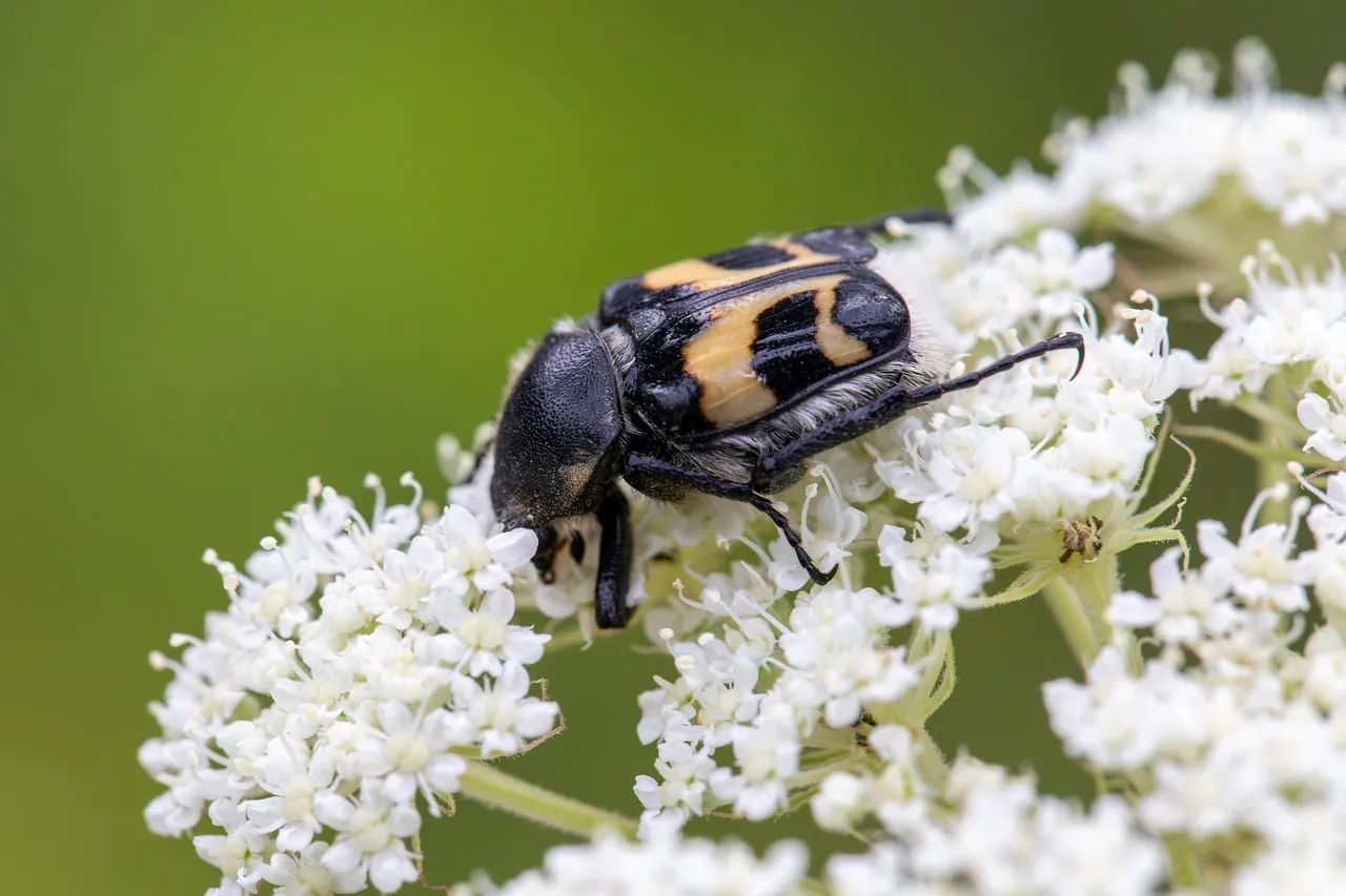 Captivating Bumblebee Beetle: A Macro World on White Flowers
