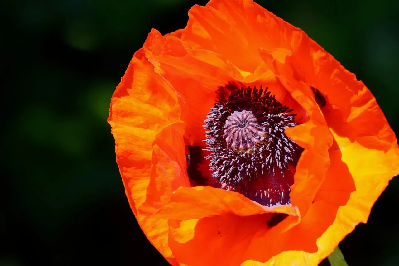 Vibrant Scarlet Poppy: A Close-Up of Summer's Fiery Bloom