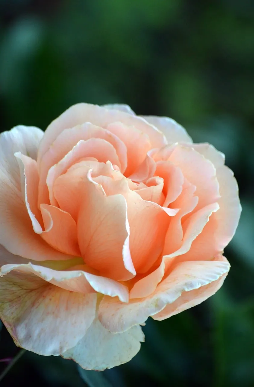 Stunning Apricot Rose Close-up: Delicate Beauty in Bloom
