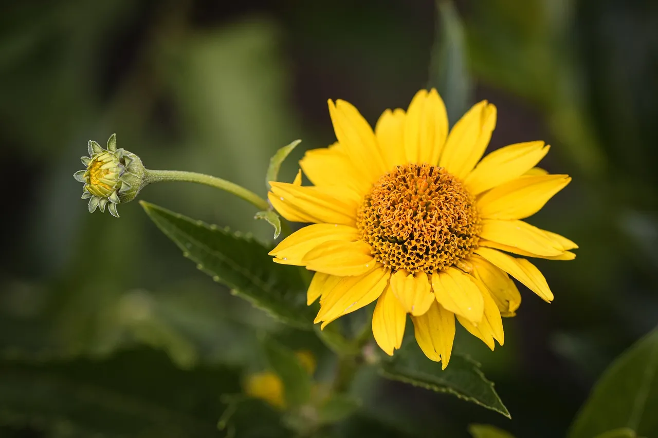 Vibrant Yellow Bloom: Nature's Golden Embrace