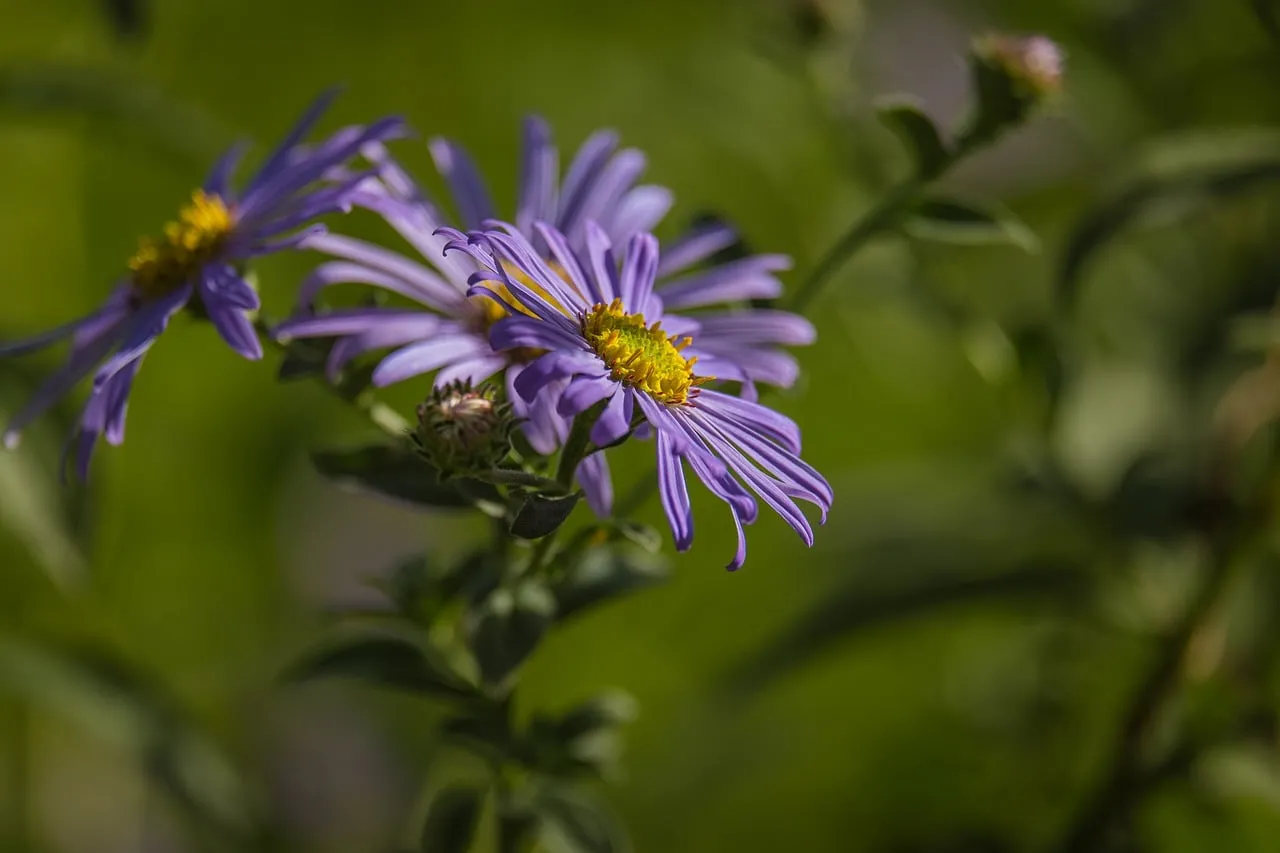 Vibrant Purple Aster: Nature's Delicate Springtime Bloom