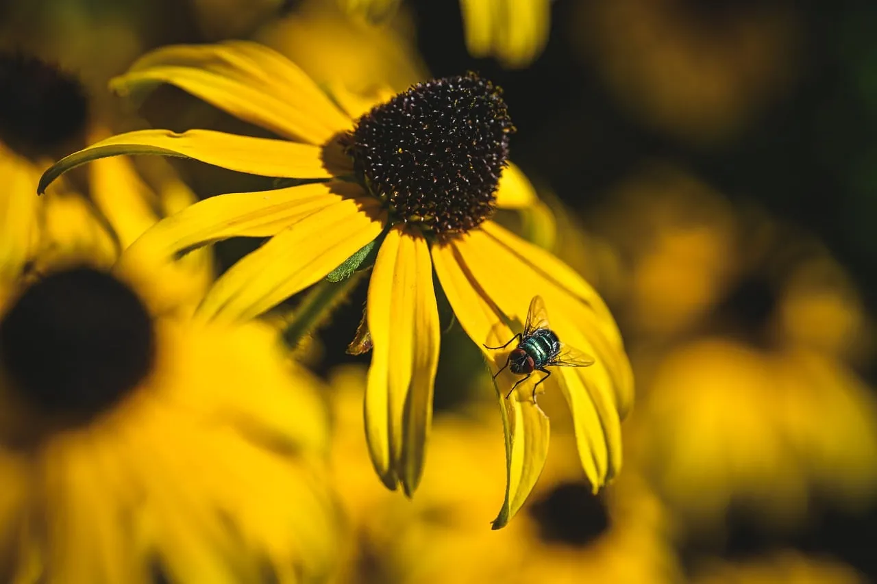 Vibrant Macro: Fly on Golden Sunflower Petal