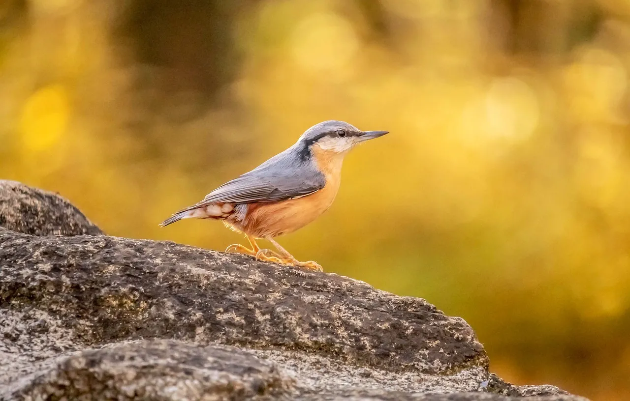 Vibrant Nuthatch Perched: Nature's Golden Gaze