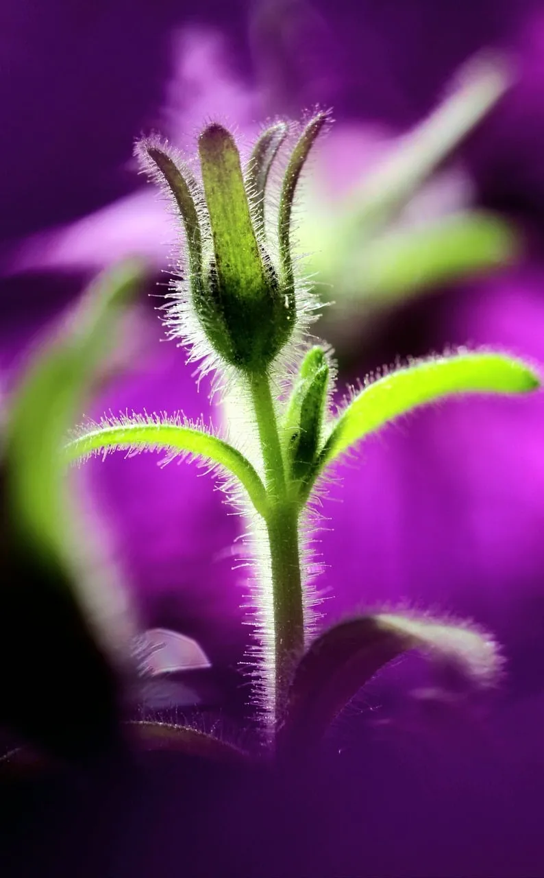 Vibrant Macro Petunia Bud: Nature's Delicate Purple Awakening