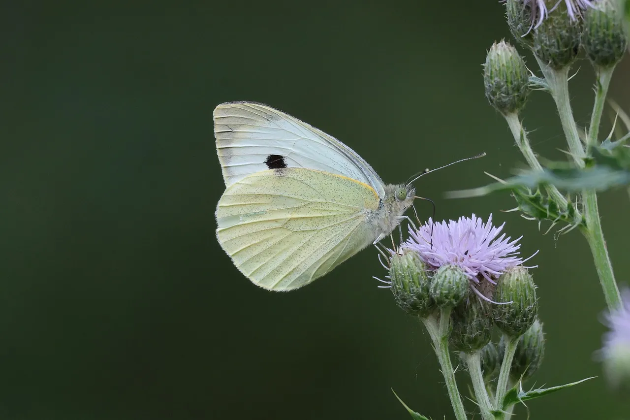 Fragile Beauty: Cabbage White Butterfly on Thistle