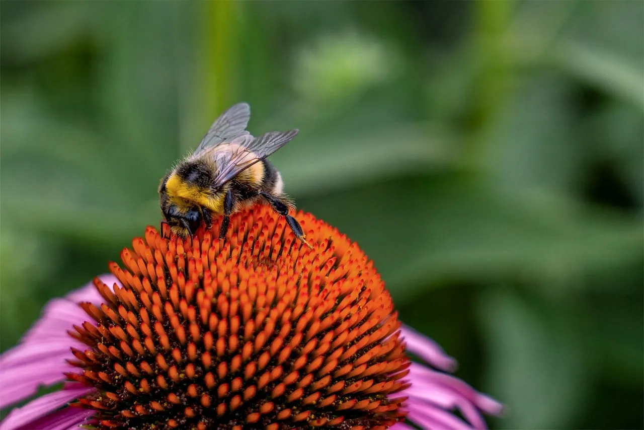 Breathtaking Macro: Bumblebee on Vibrant Coneflower