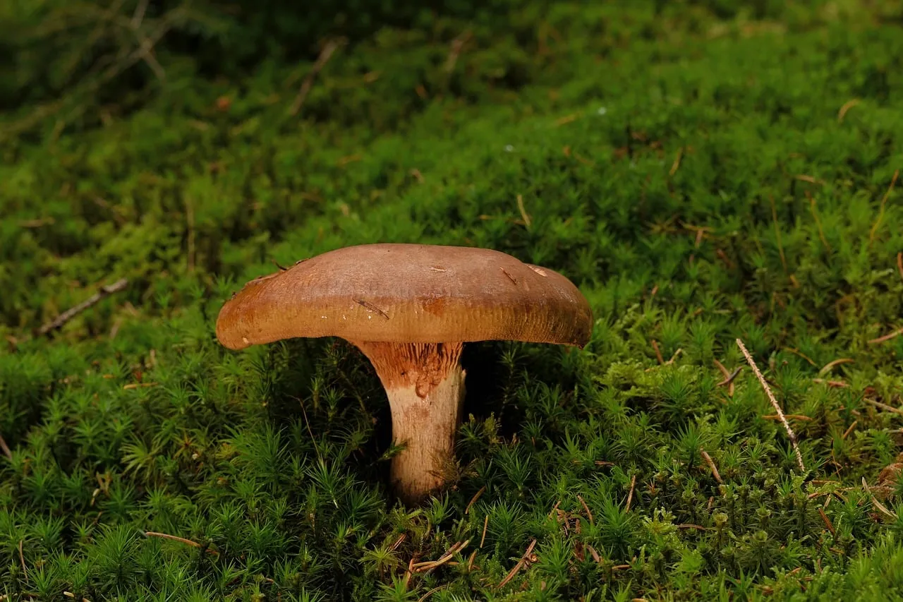 Vibrant Woodland Wonders: Close-up of a Mushroom on Green Moss