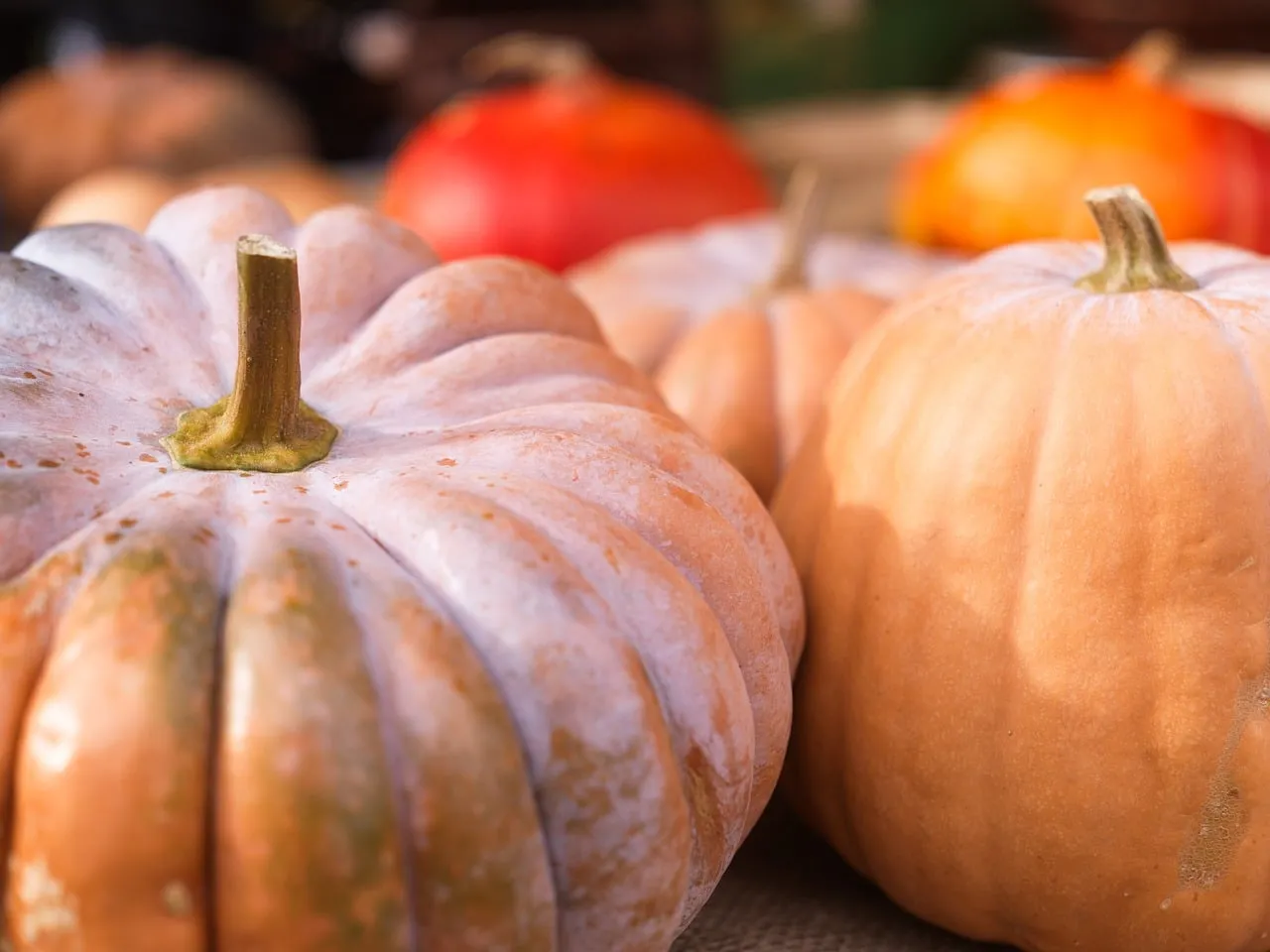 Vibrant Autumn Harvest: Organic Pumpkins at the Market