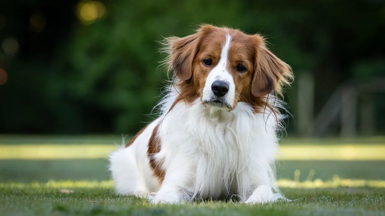 Charming Kooikerhondje: Tommie's Wet Fur Delight