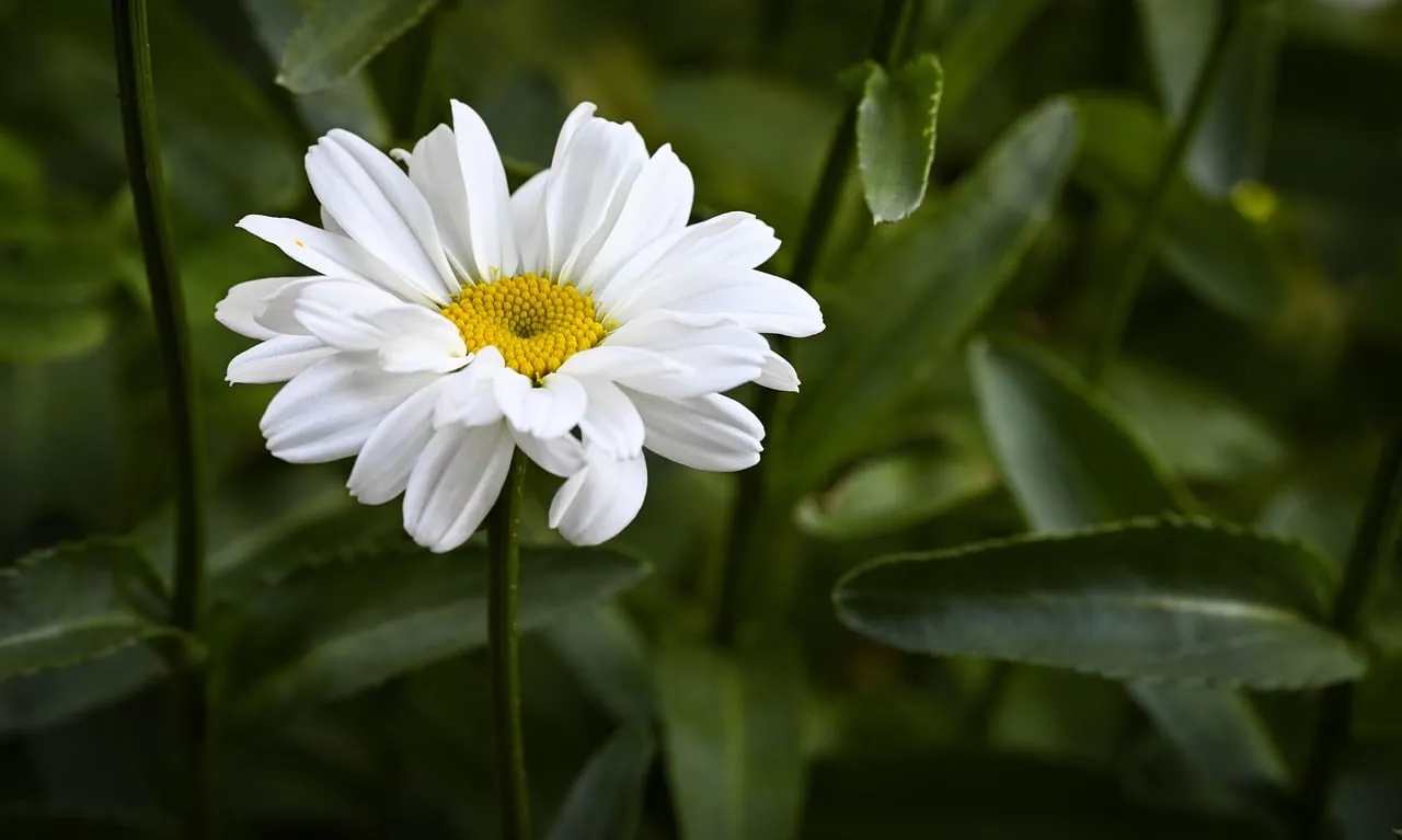 Delicate White Daisy: Summer's Charming Blossom in Nature