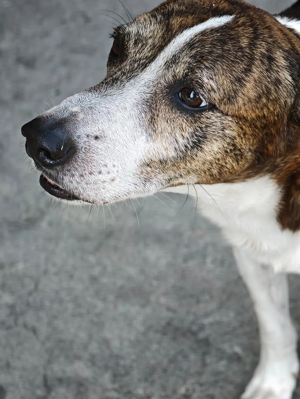 Captivating Gaze: Close-up of a Curious Beagle