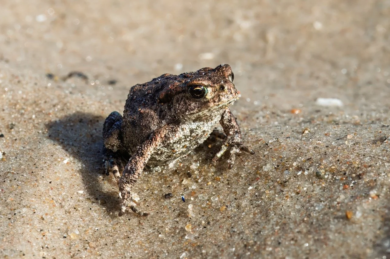 Coastal Camouflage: Toad's Sandy Beach Perch