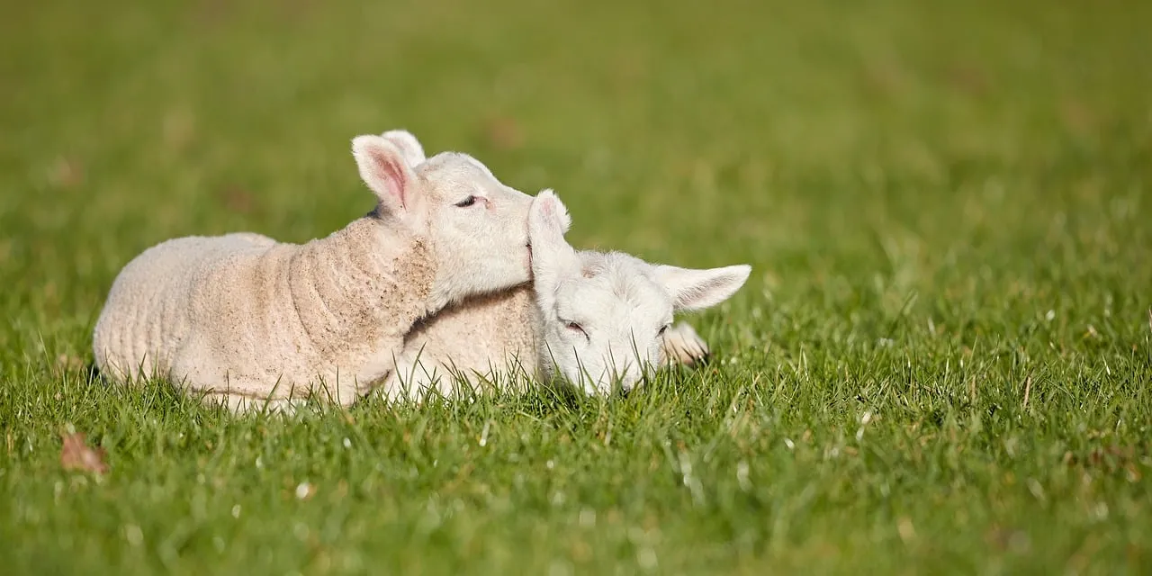Tender Lambs Cuddle in Lush Spring Pasture