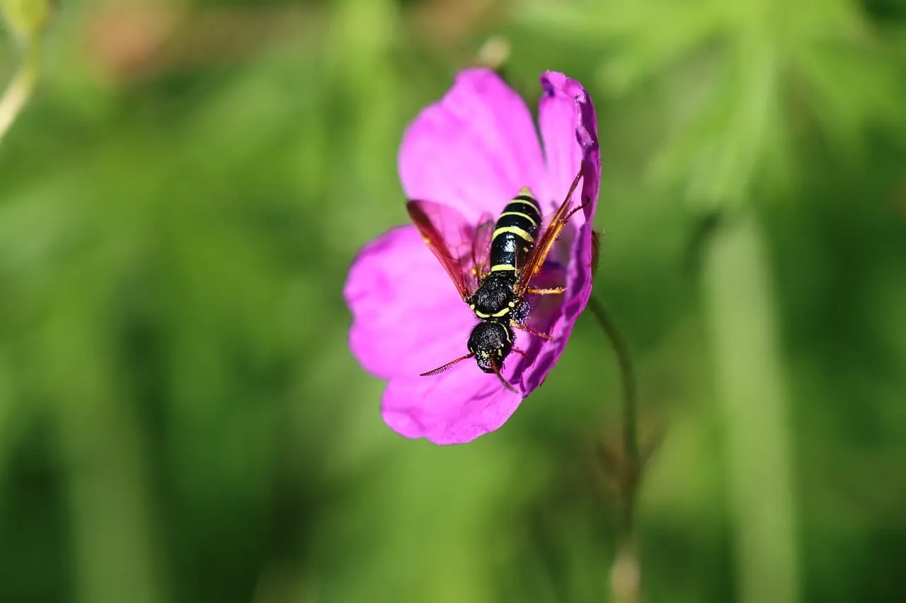 Vibrant Macro: Wasp on Purple Stork's Bill
