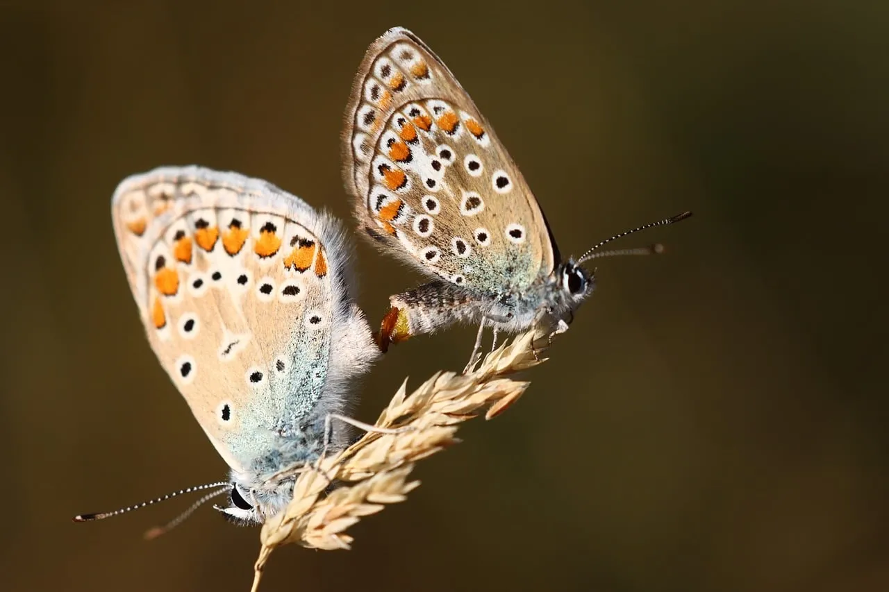 Stunning Macro: Two Butterflies on Grass Stem