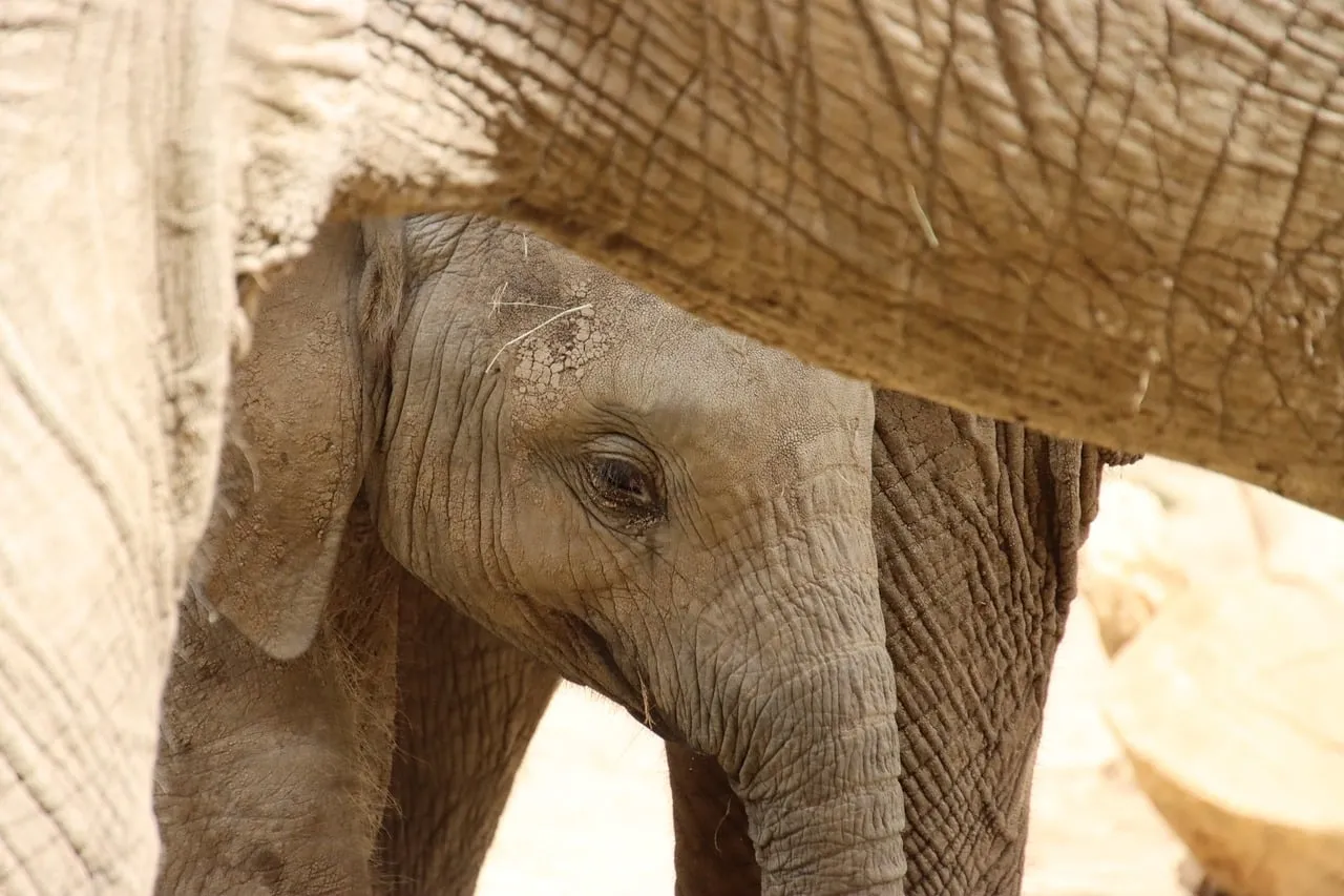 Tender Glimpse: Baby Elephant Seeks Sanctuary Beneath Mother's Care