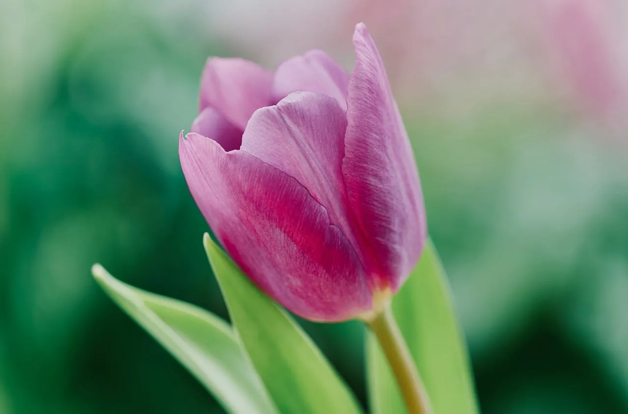 Vibrant Purple Tulip: A Close-up of Spring's Beauty