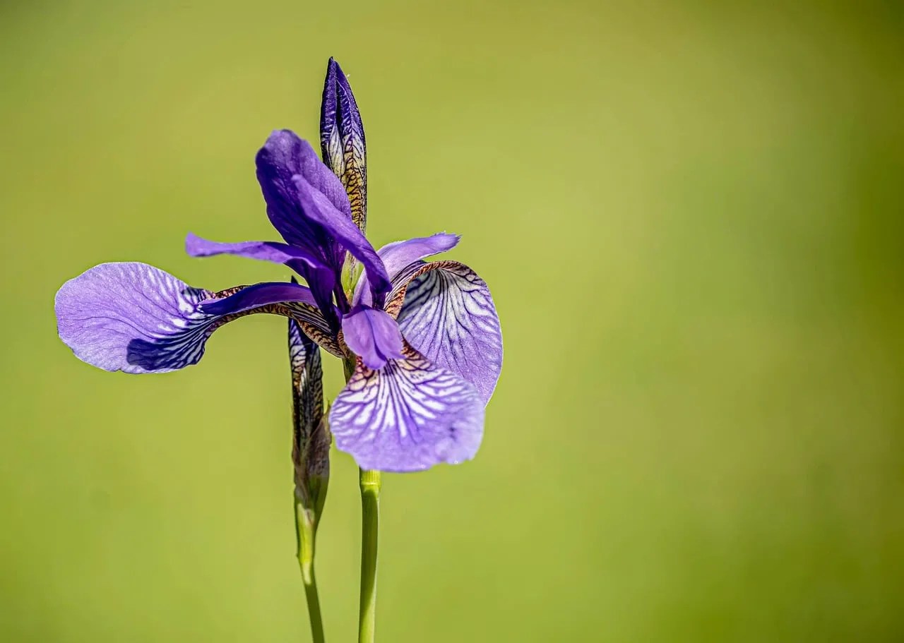 Vibrant Siberian Iris: Purple Blossom on Green Background