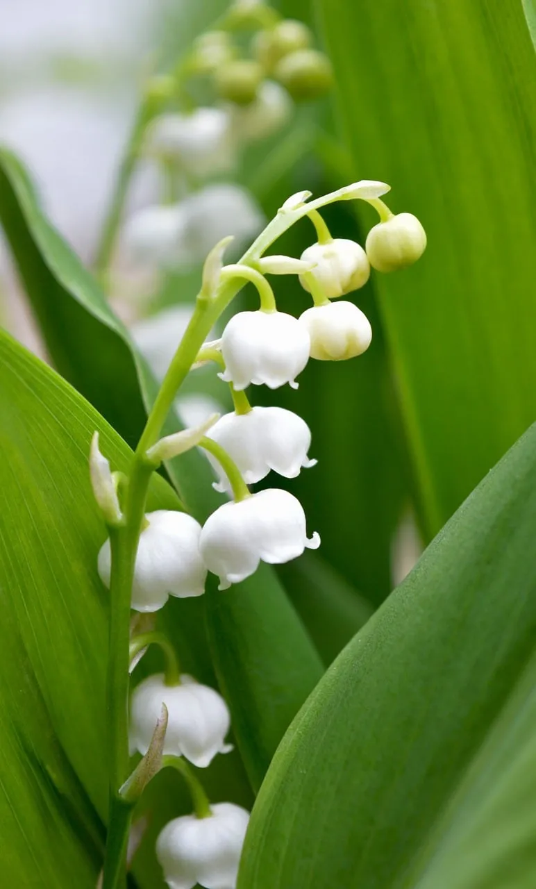 Delicate Lily of the Valley: Spring's Bell-Shaped Beauty