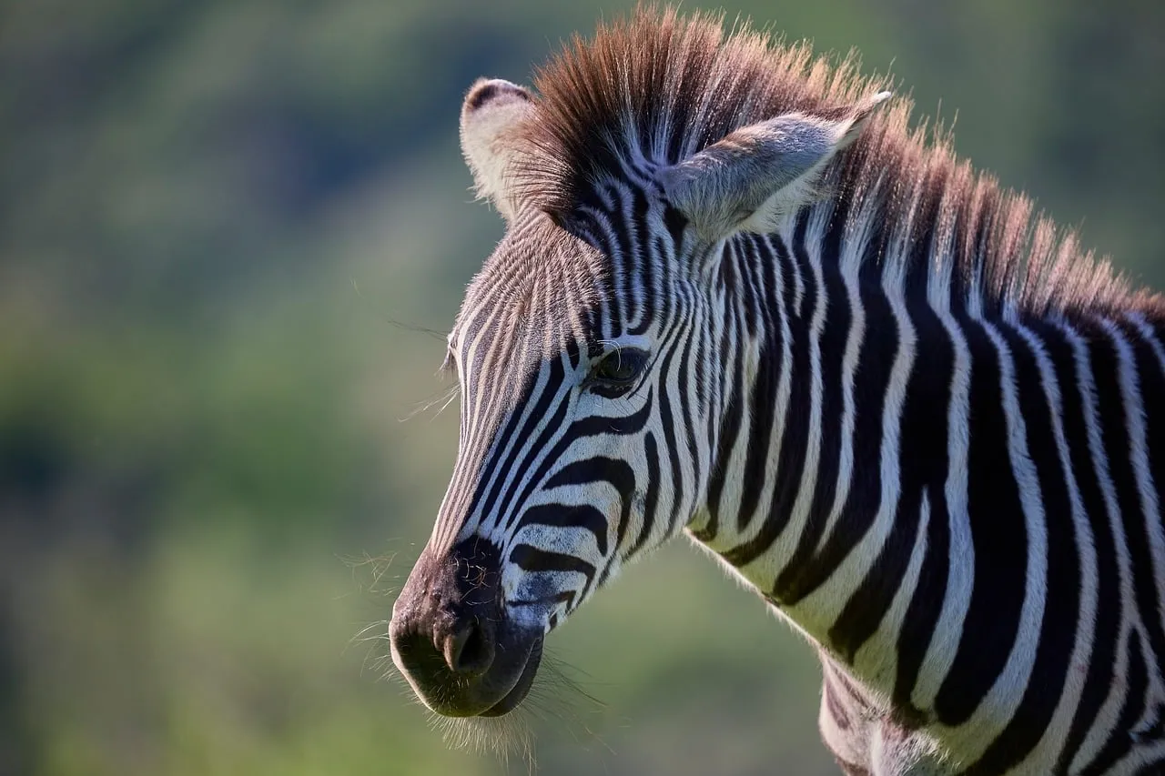 Striking Zebra Portrait: Savannah's Striped Enigma
