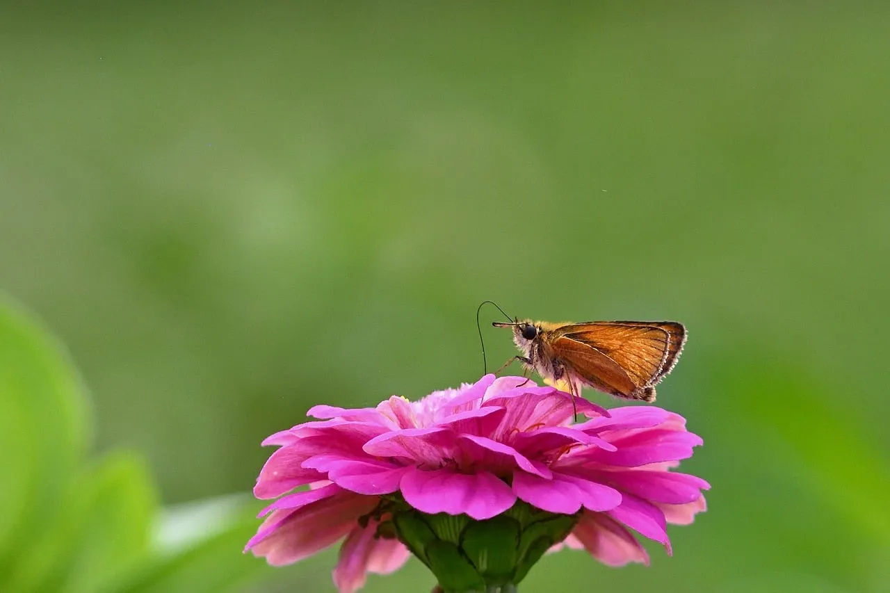 Vibrant Zinnia Hosts a Delicate Butterfly in Summer