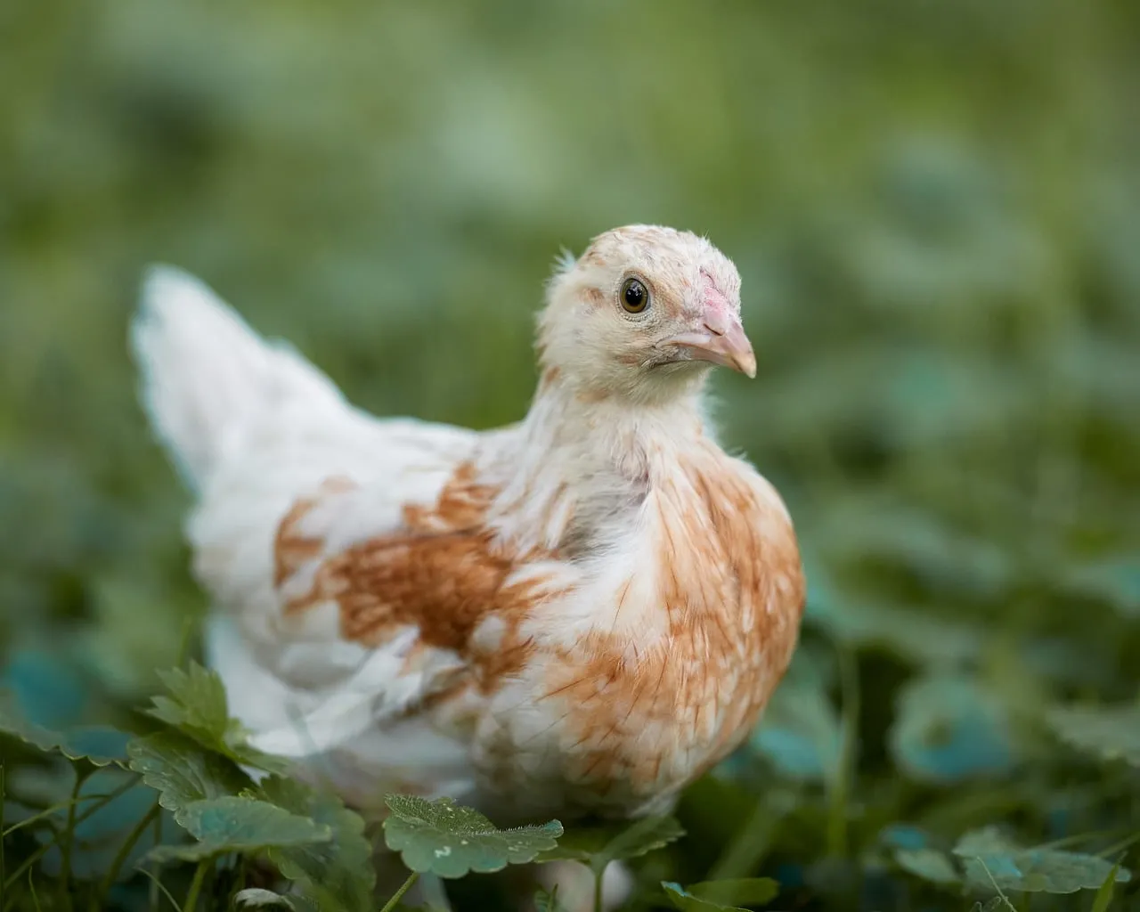 Charming Fluffy Chick: Curious Gaze in Vibrant Spring Grass