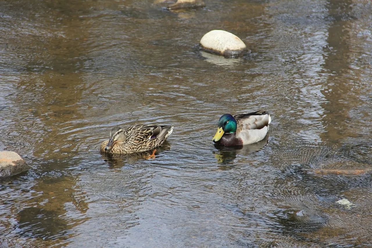 Vibrant Mallards Gracefully Navigate Autumn River Currents