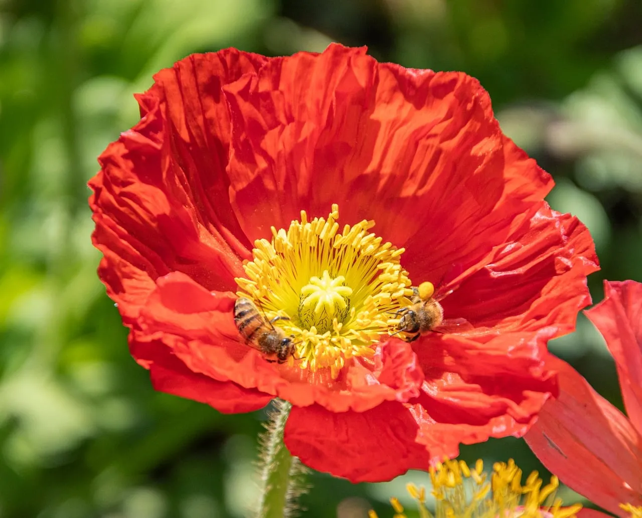 Vibrant Red Poppy: Bees Buzzing in Spring Sunshine
