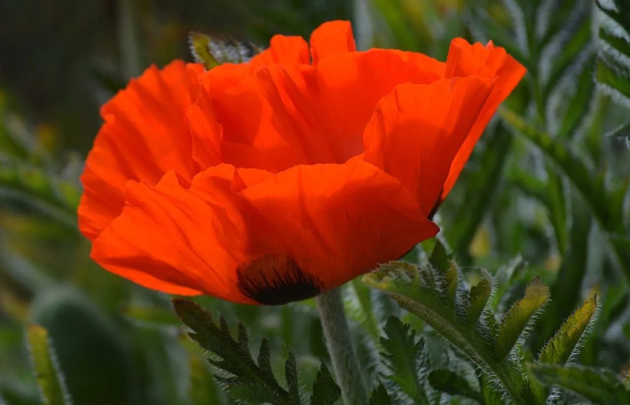 Vibrant Orange Poppy: A Summer Garden's Heart