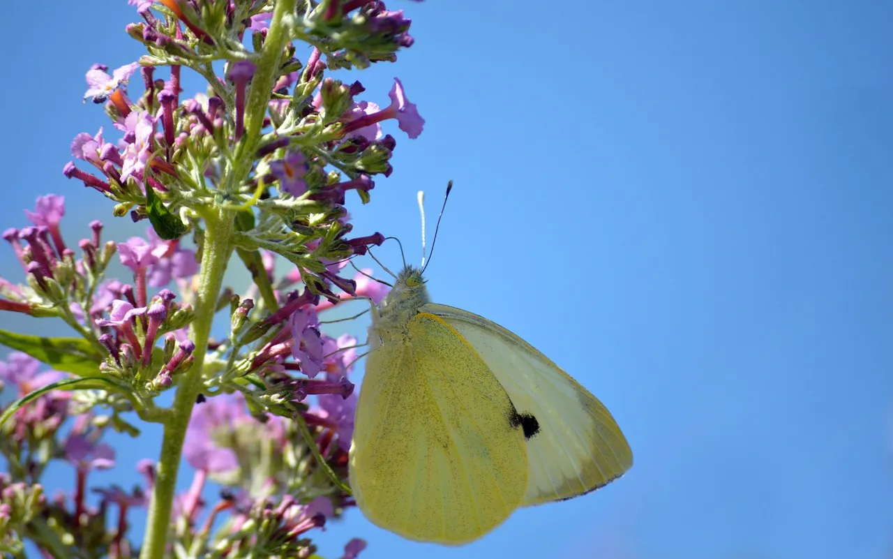 Vibrant Butterfly Bush: A Cabbage White's Nectar Feast