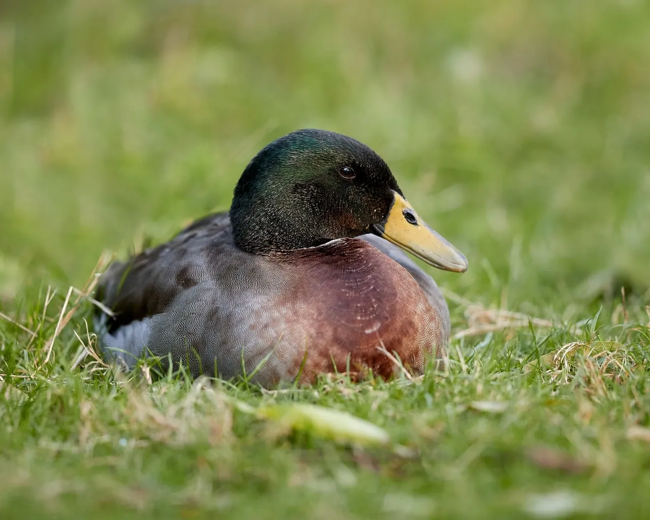 Serene Drake Rests Peacefully in Lush Spring Grass