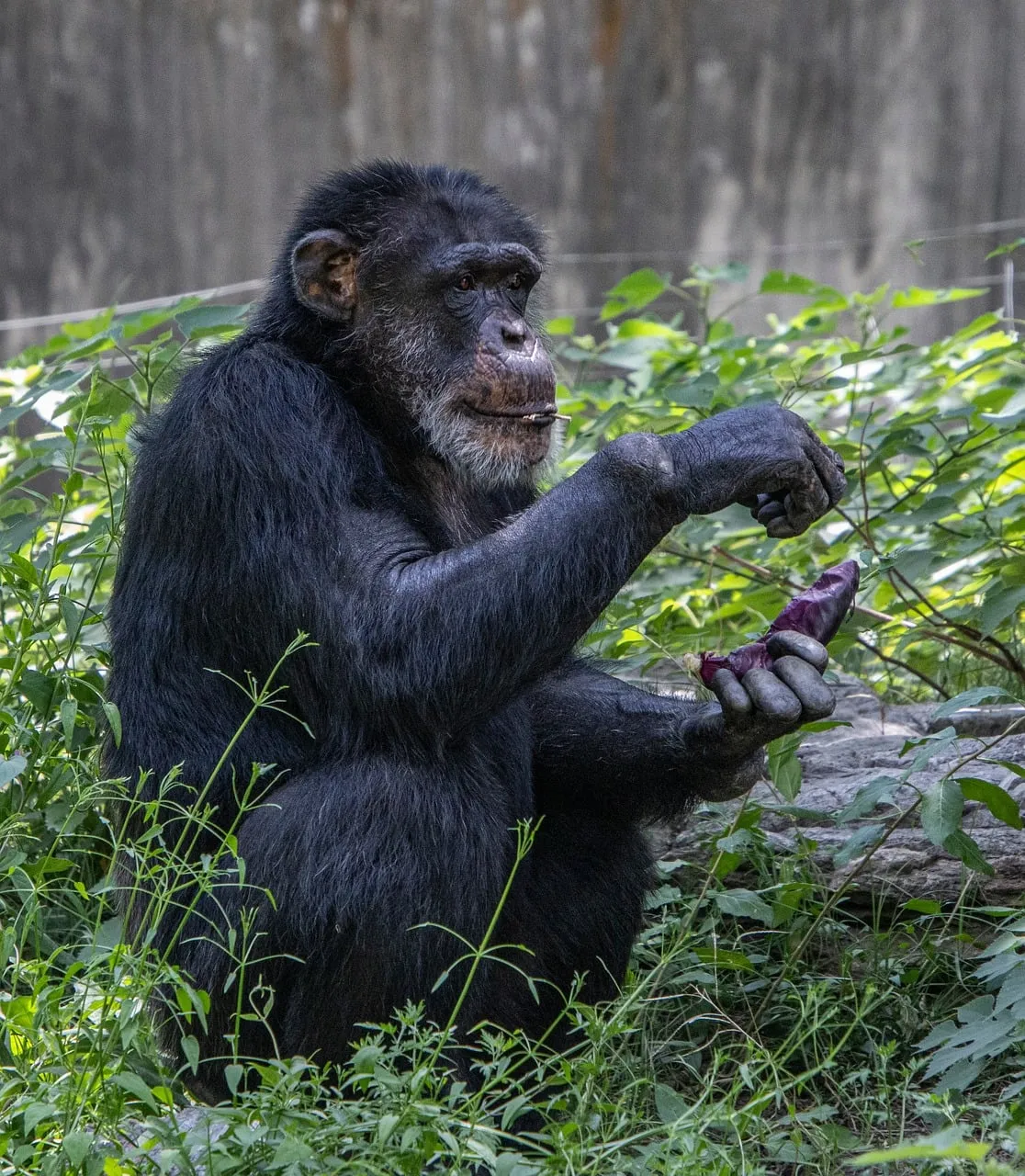 Captivating Chimpanzee Enjoying Fruit in Lush Greenery