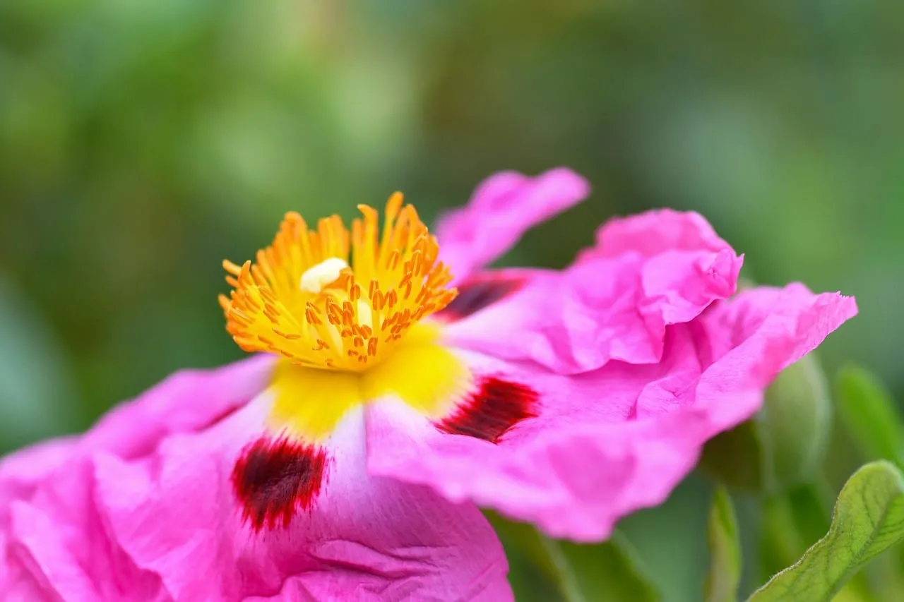 Vibrant Cistus Macro: Pink Petals with Golden Center