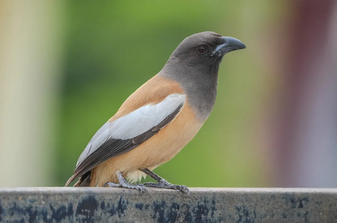 Vibrant Rufous Treepie Perched: A Glimpse of Indian Wildlife
