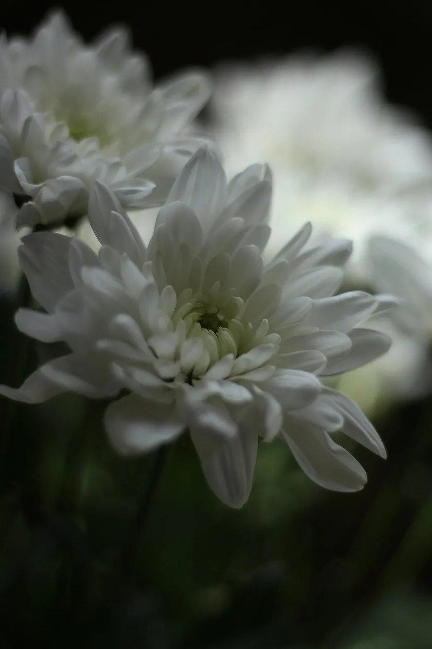 Stunning White Chrysanthemum: Delicate Beauty in Muted Light