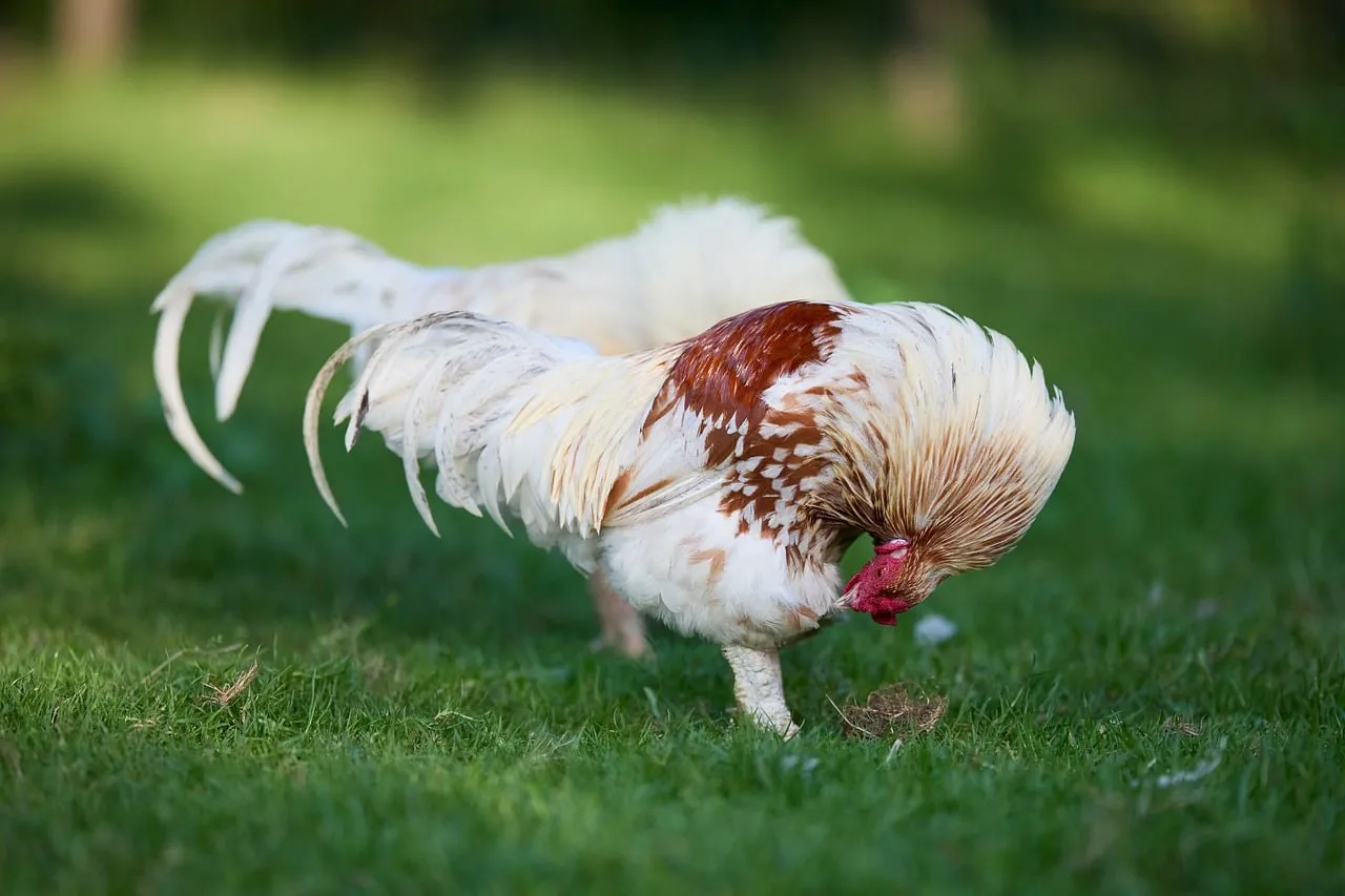Vibrant Rooster Foraging on Lush Green Grass